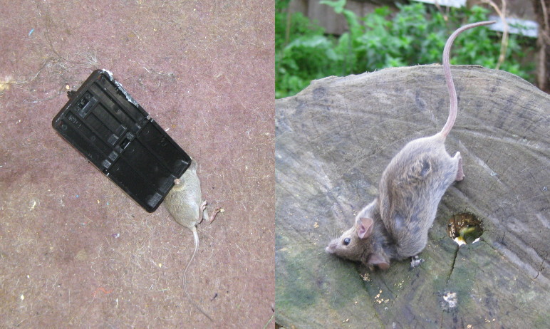 dead mouse