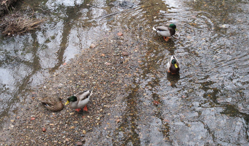 ducks in
                                      the river