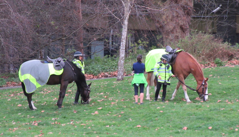 police
                                      horses eating the parks grass