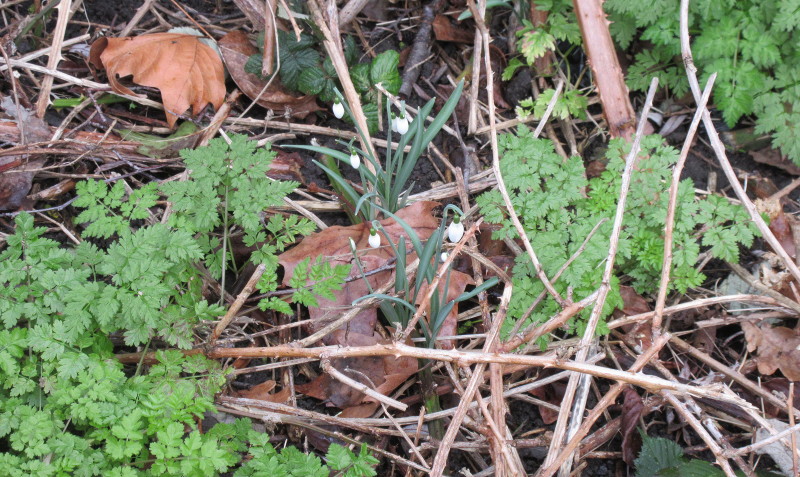 snowdrops - maybe