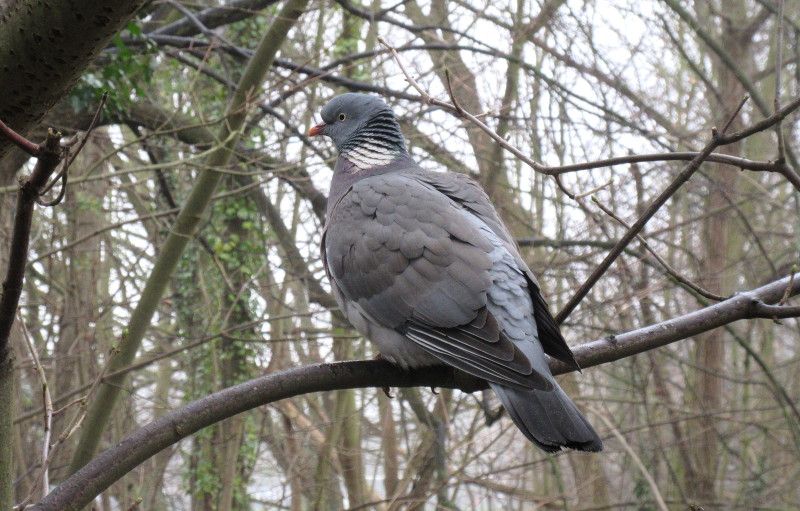 pigeon on low
                              branch