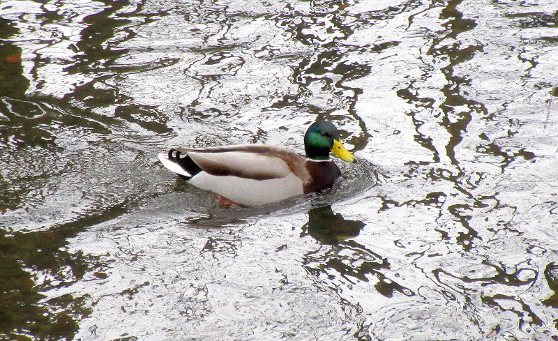 duck paddling up the
                          river