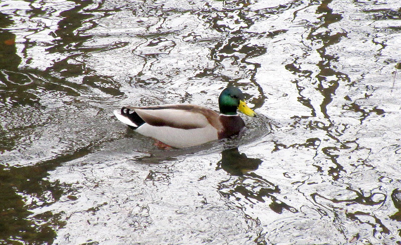 duck paddling up the
                          river