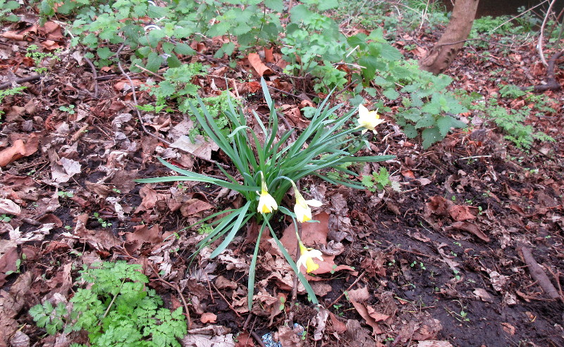 mini daffodils