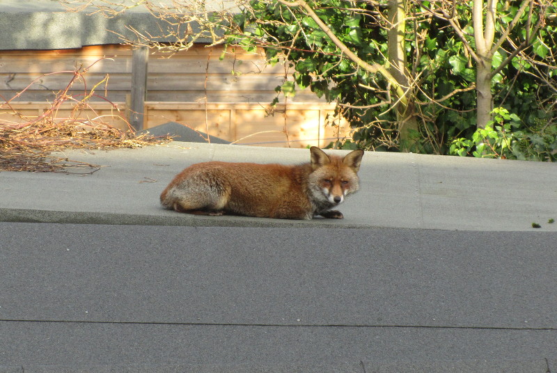 fox resting on a shed
                                              roof