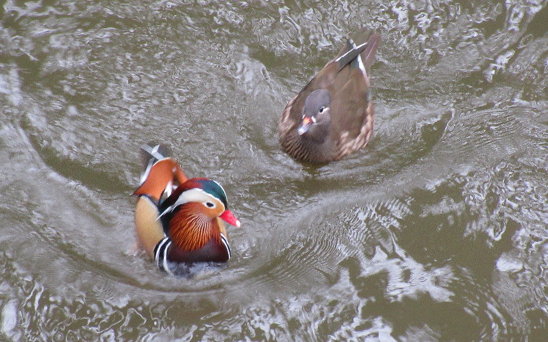 Mandarin and
                          ordinary duck