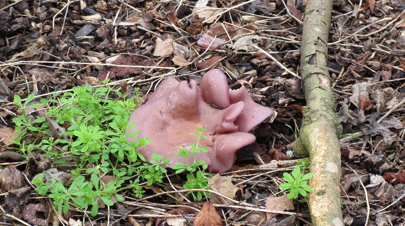 big purple fungus