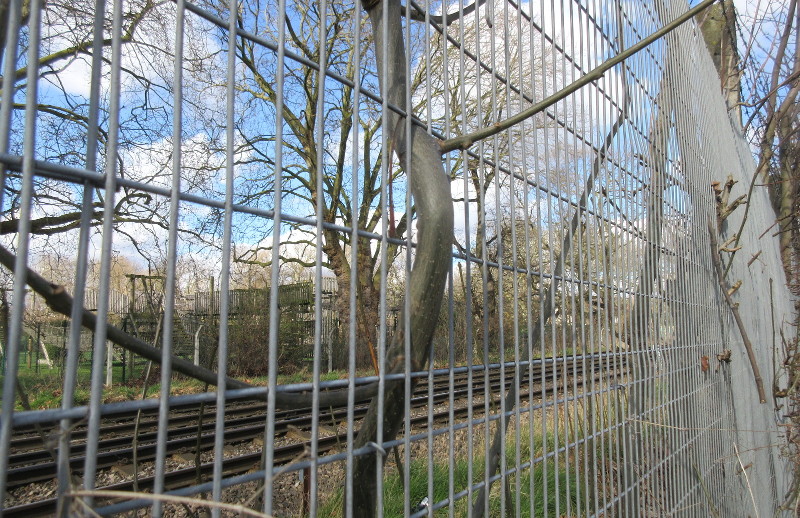 tree weaving through
                          steel mesh fence