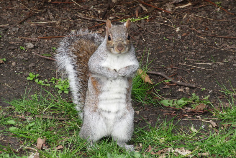 posing squirrel