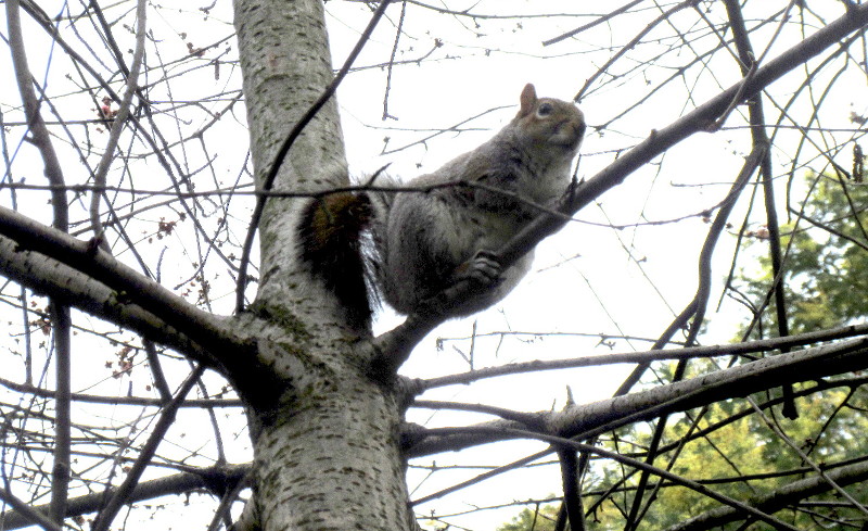squirrel up a tree
