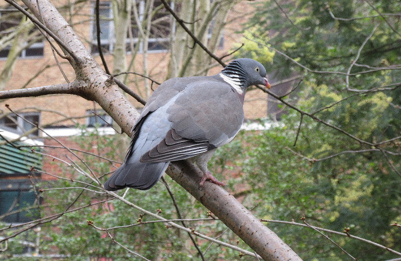 Pigeon up a tree