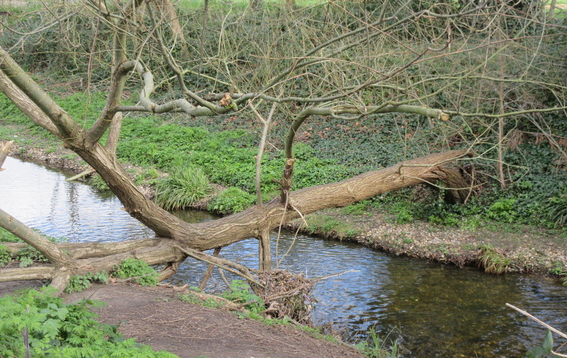 tree over river