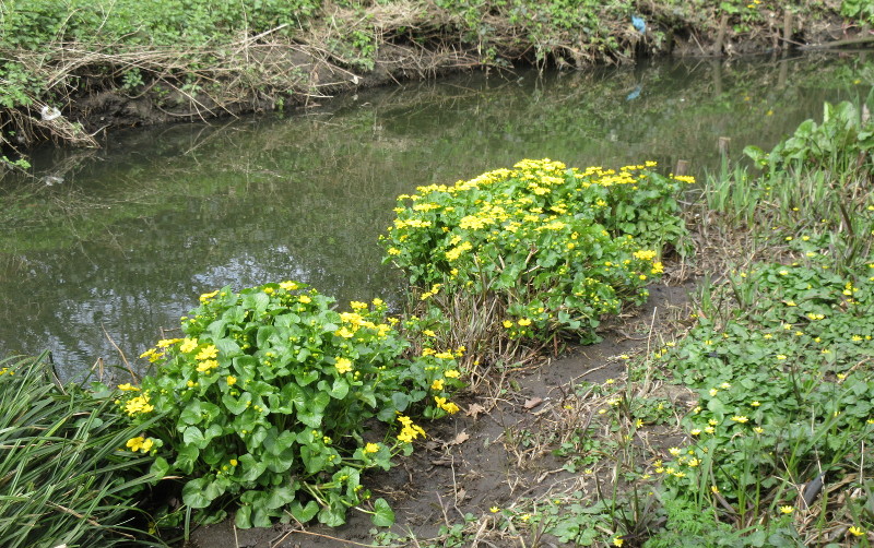 weed with bright
                          yellow flowers