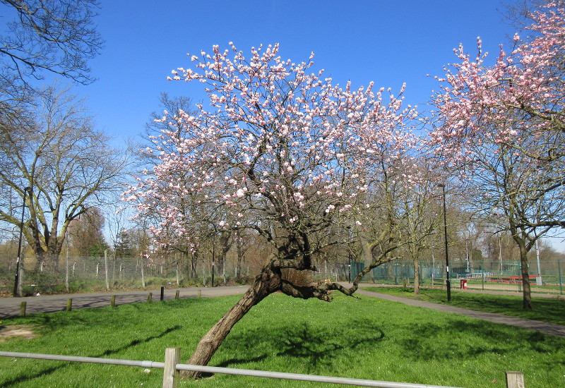 roadside tree in
                          blossom