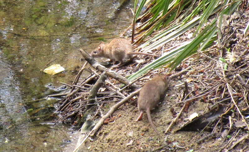 rats on the
                              riverbank