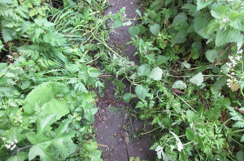 narrow path with stinging
                                  nettles