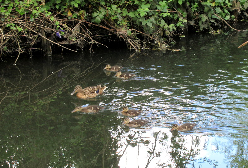 duck and
                              ducklings