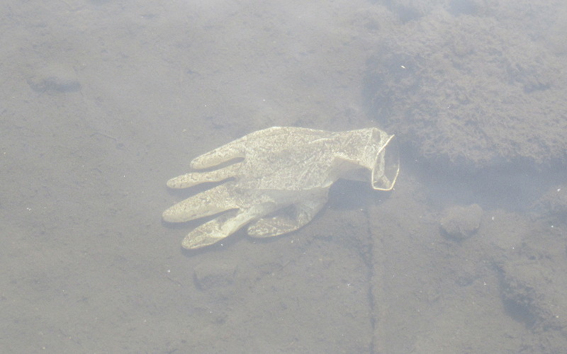 the five
                                  fingered latex fish