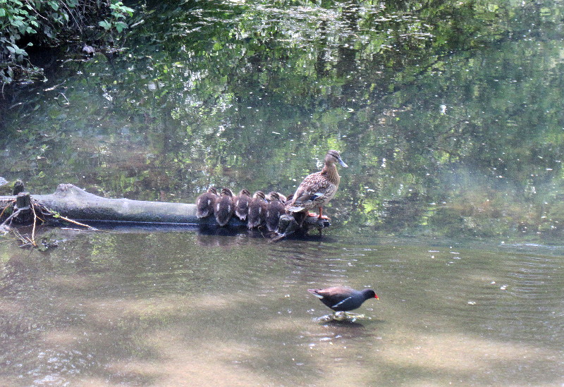 duck and
                                      ducklings