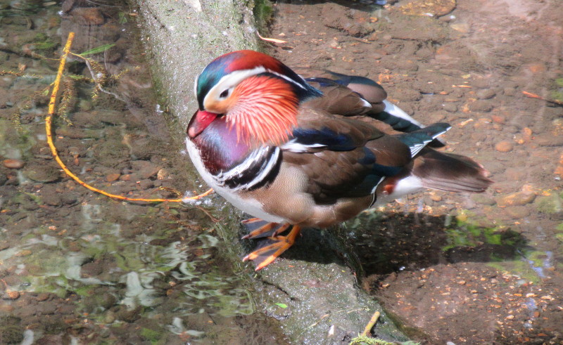 Mandarin duck