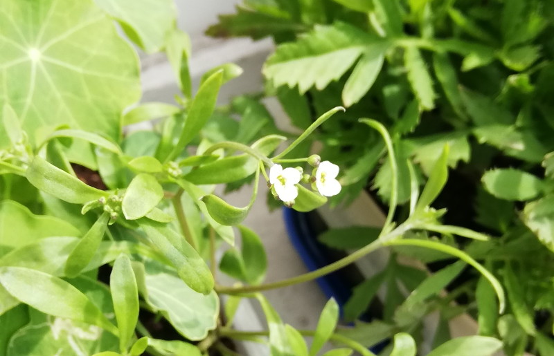 first two
                                  flowers on my window box plants