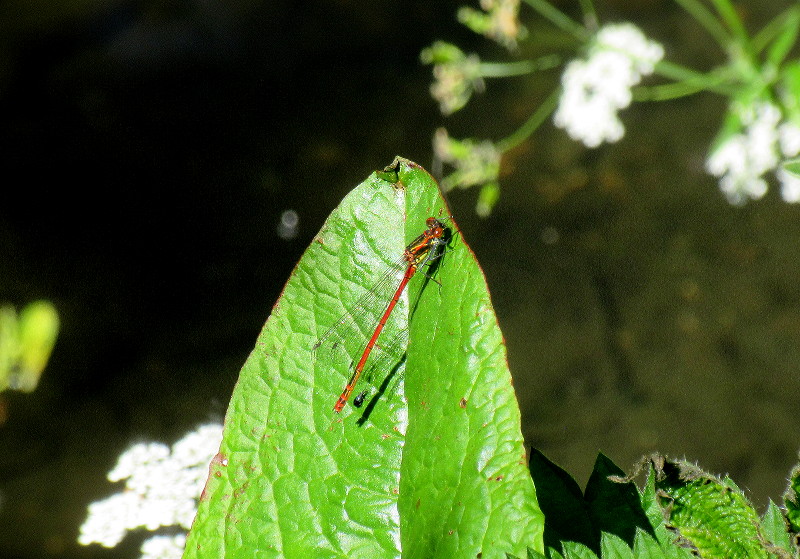 another Damsel
                              Fly