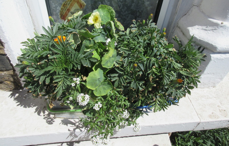 window box - now
                              with flowers