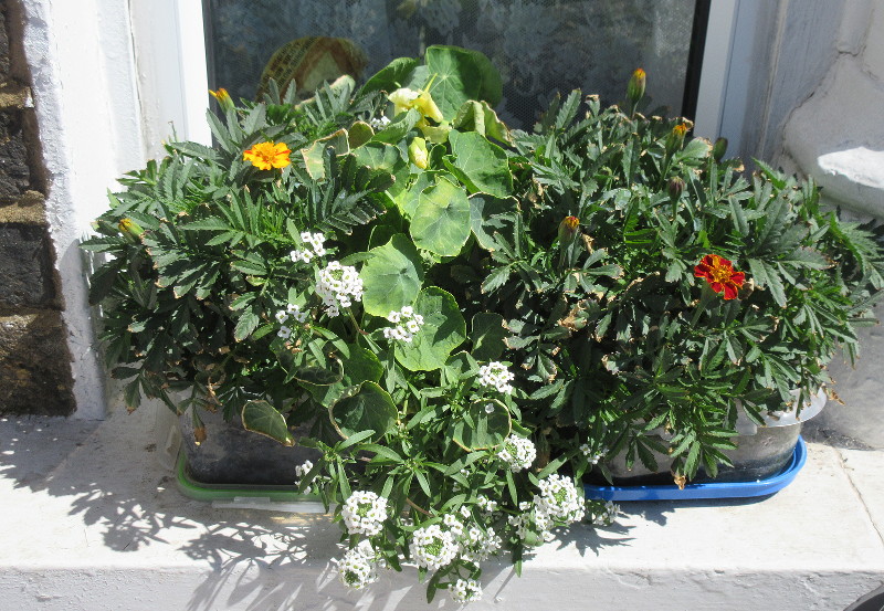 window box