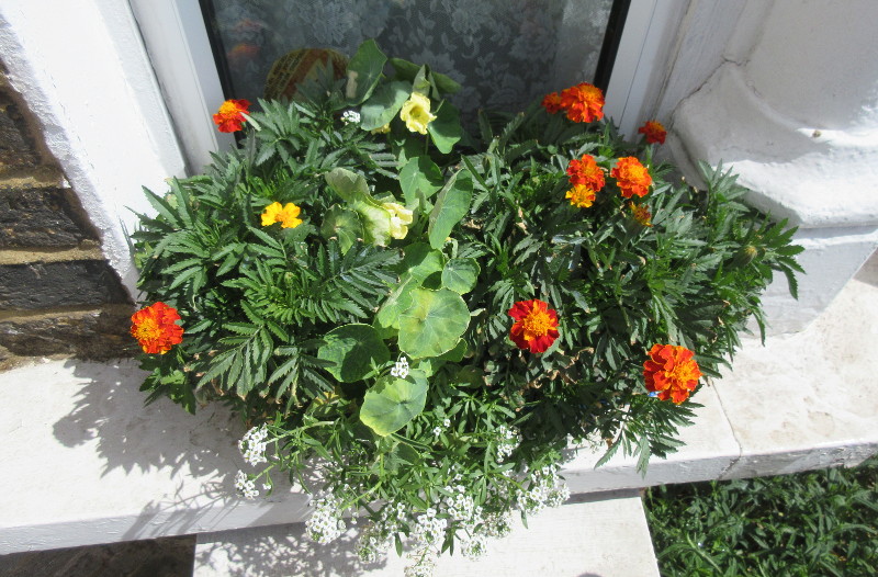 window boxes