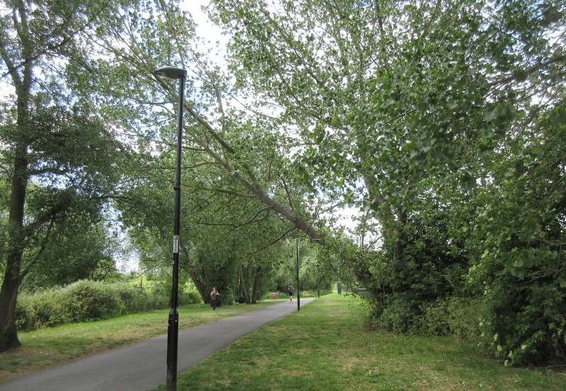 slanting tree