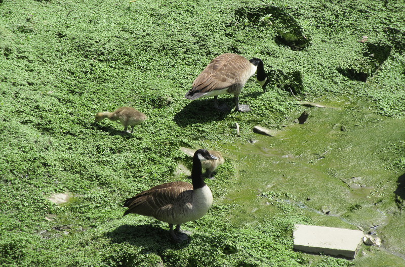 Geese and
                                goslings