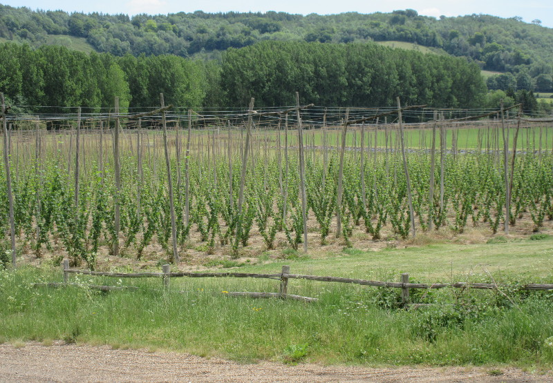 new crop of
                                hops growing