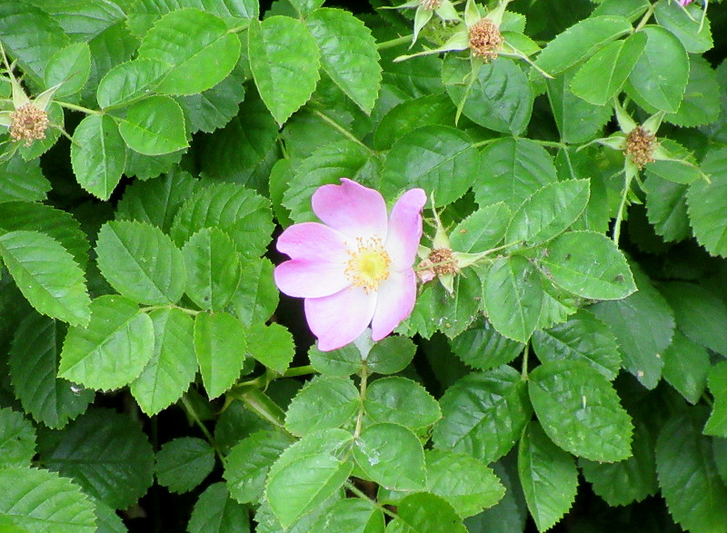dog rose
                                flower