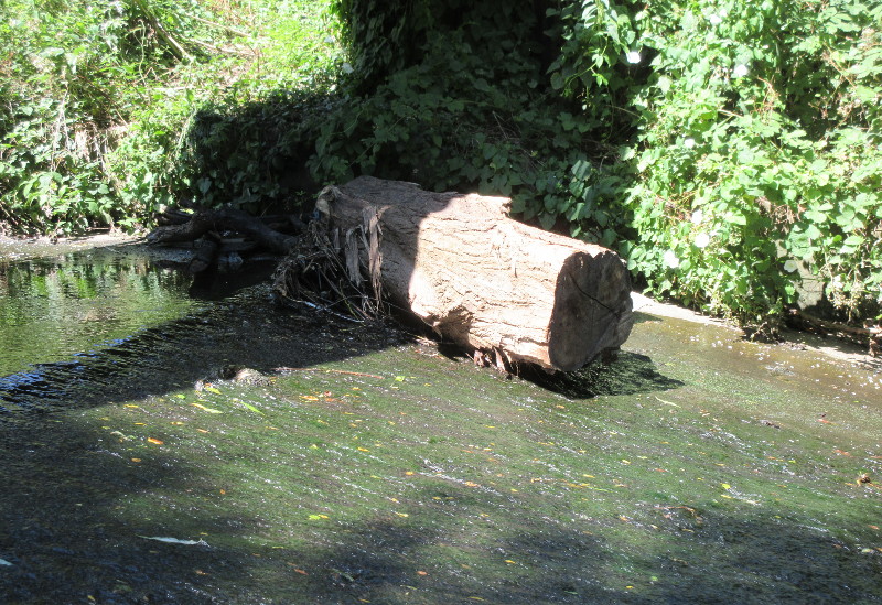 huge log that
                              must have come down the river when it was
                              a lot higher