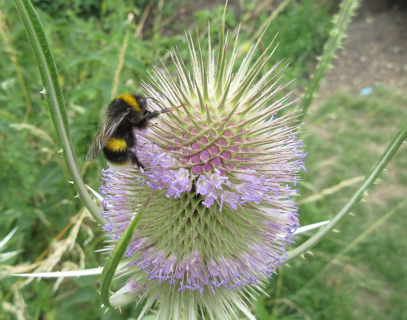 bee and thistle