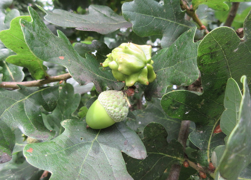 acorn and
                                  gall