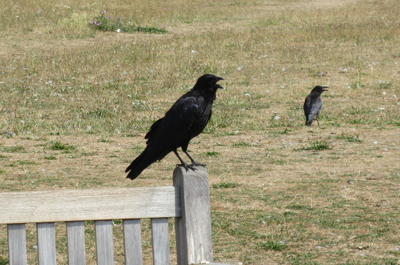 panting crow