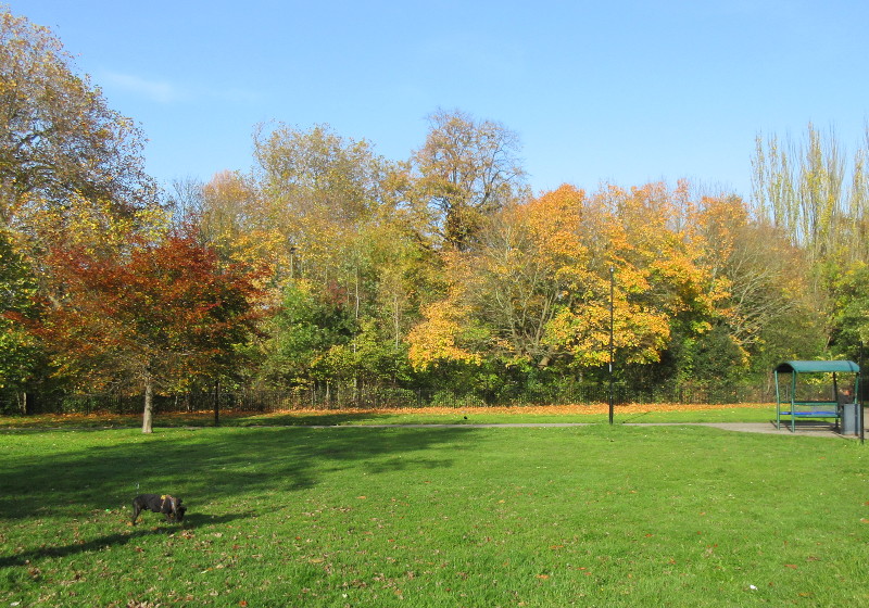 autumn tree
                              colours