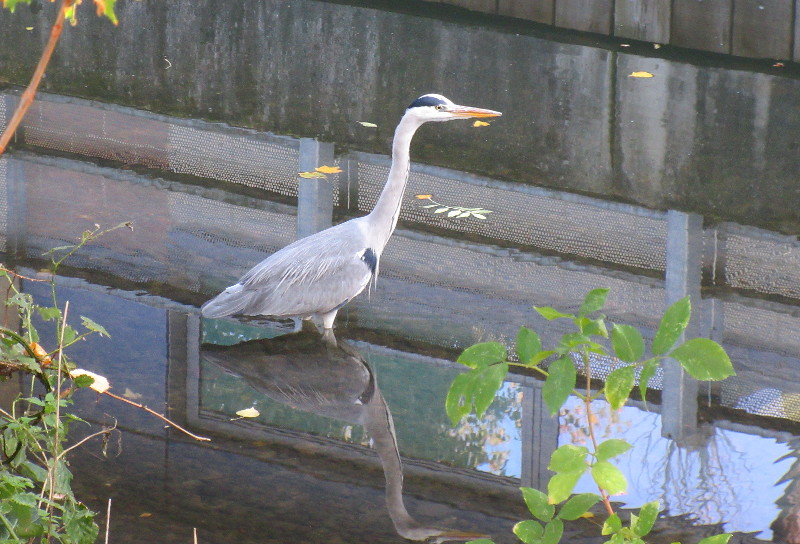 Heron