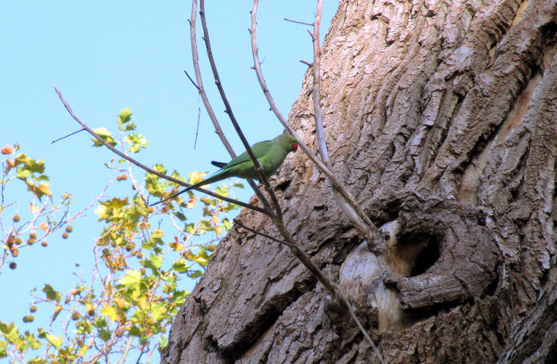 ring necked
                              parakeet