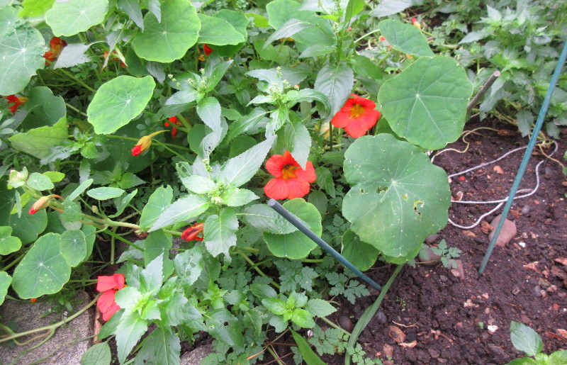 nasturtiums stil
                              flowering