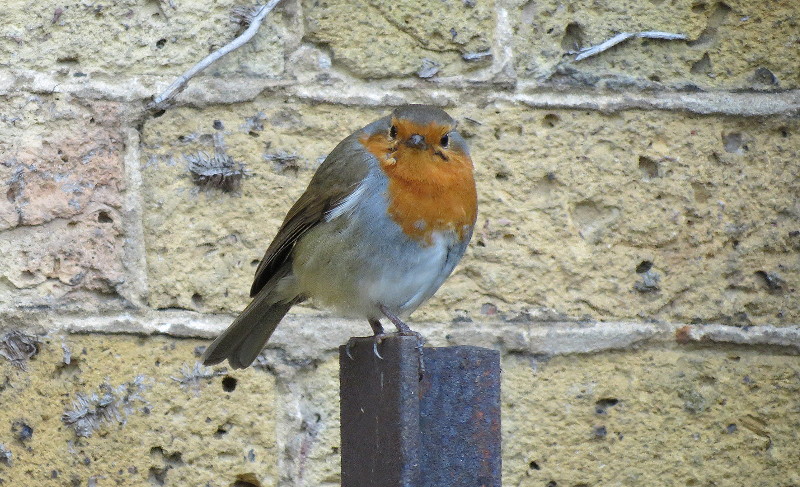 a robin on a post