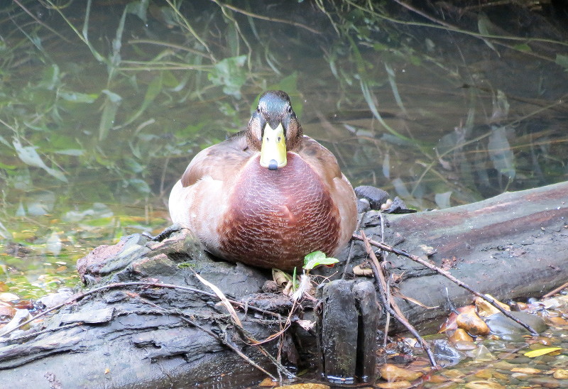 duck on a log