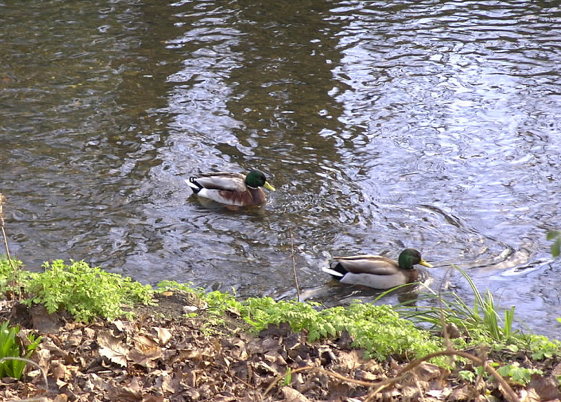 ducks on the river