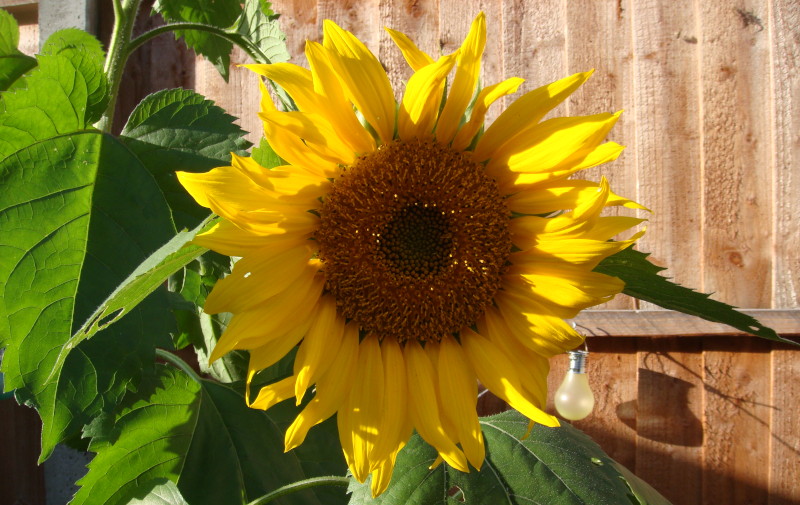 giant
                                      sunflower