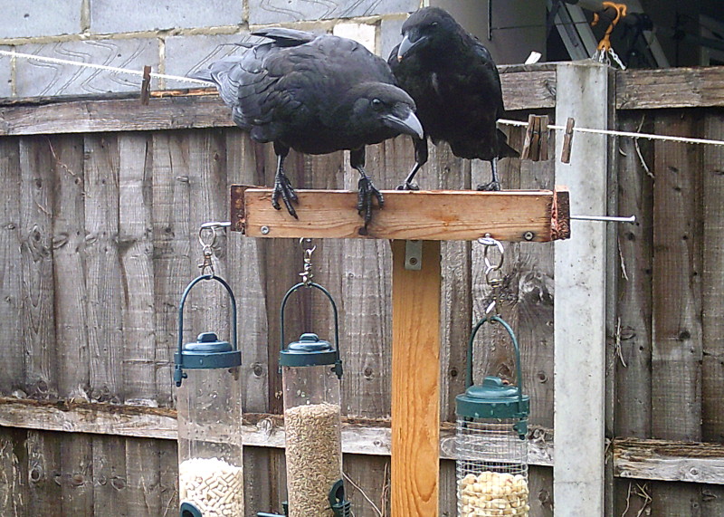 two
                                          crows