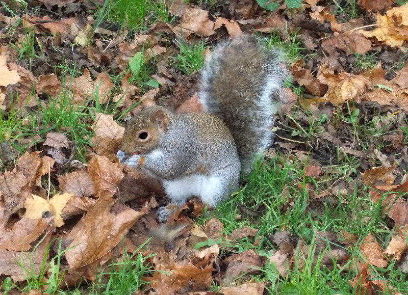 Another
                                    squirrel