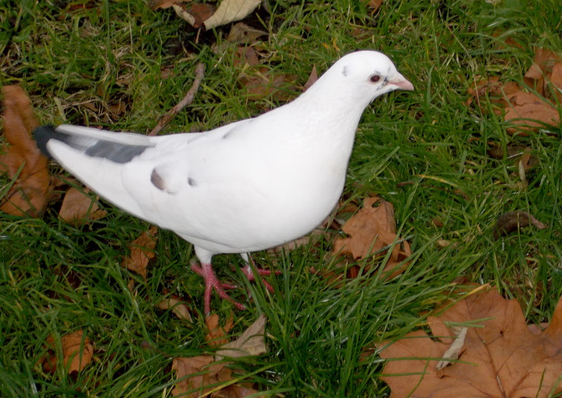 almost a
                                    white dove