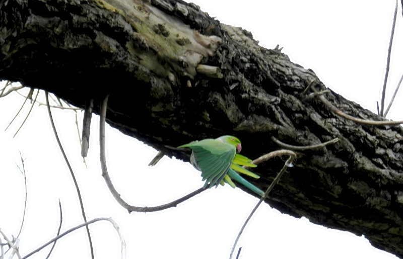 parakeet
                                    spreading it's feathers