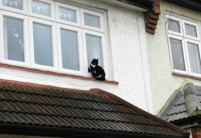 cat on a
                                    narrow windowsill